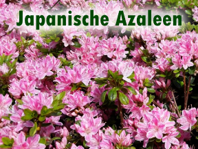 Japanische Azaleen